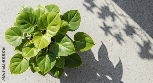 Vibrant green leaves cast shadow