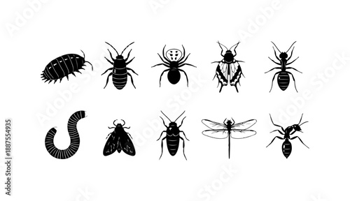 Insect and Arachnid Vector Illustrations