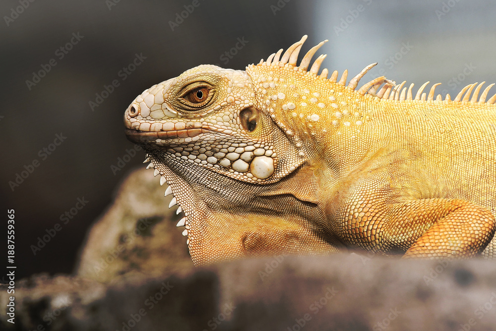 Obraz premium Close up of beautiful yellow iguana with soft background and foreground.