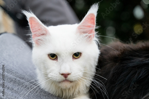 A white Maine Coon cat sitting in a pet stroller at a public park while enjoying a creamy meat treat. Surrounded by greenery and soft daylight, the image captures a gentle moment of pet care, outdoor 