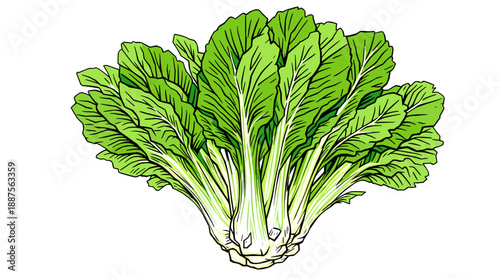 A detailed illustration of a fresh, vibrant head of leafy green bok choy, showcasing its crisp stalks and ruffled leaves.