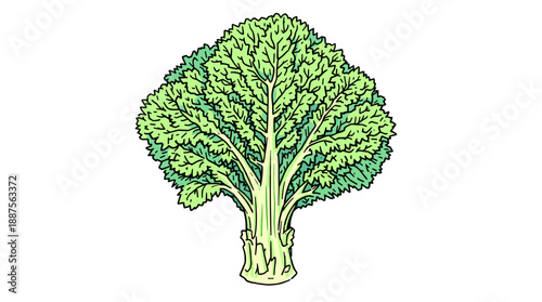 A detailed illustration of a fresh green leafy vegetable, likely mustard greens or similar, with a thick stem and ruffled leaves.