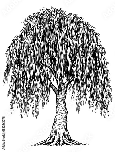 A detailed black and white illustration of a weeping willow tree with its long branches cascading downwards.