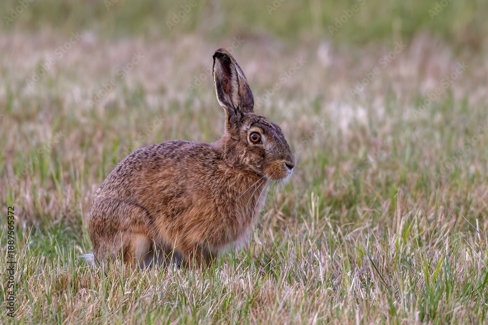 Fototapeta premium Feldhase (Lepus europaeus)