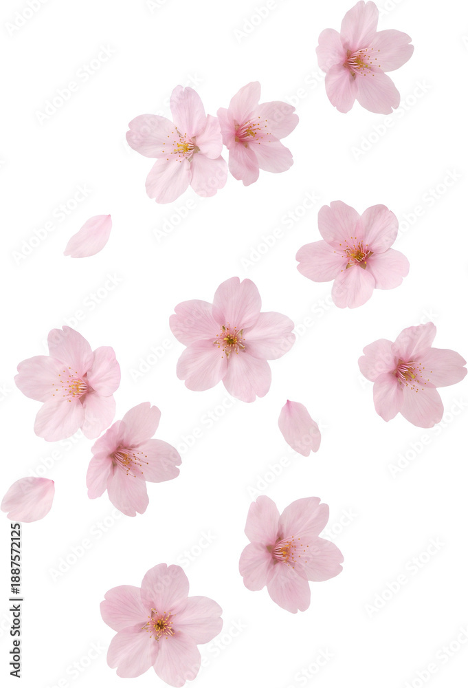 Fototapeta premium Pink Cherry Blossom Flowers and Petals PNG