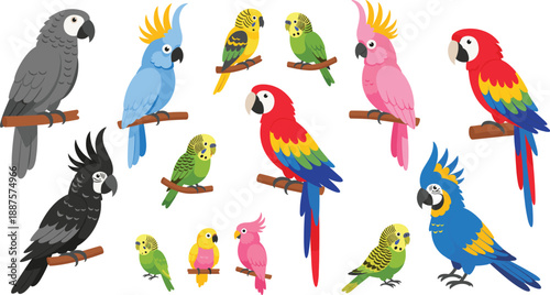 Colorful parrot and budgie birds cartoon set. Exotic tropical parrots in different poses and sizes. Flat vector bird collection for kids design, education, and nature projects.