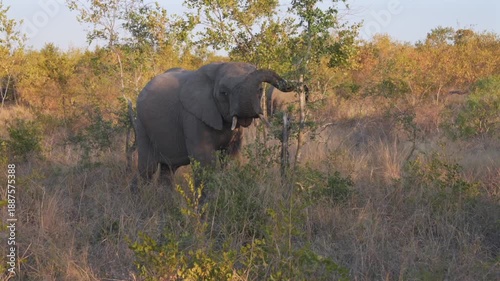Baby elephant in Kruger National Park, South Africa