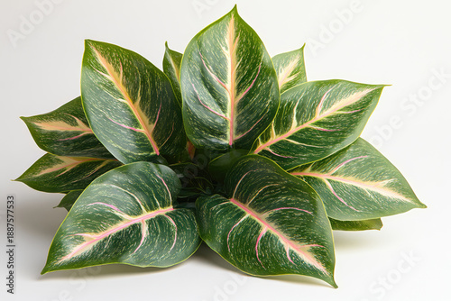 A Vivid Collection of Pink and Green Striped Leaves