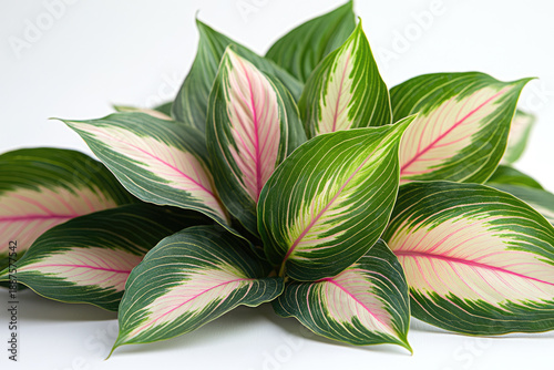 A Vivid Collection of Pink and Green Striped Leaves