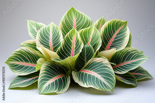 Detailed Botanical Illustration of Striped Tropical Leaves