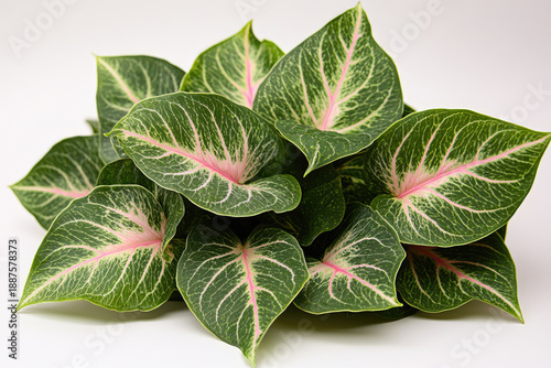 Detailed Botanical Illustration of Striped Tropical Leaves