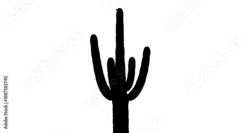 A lone cactus stands tall against a clear desert landscape viewed from a distance, silhouetted against the horizon