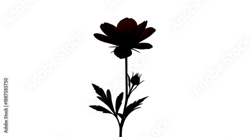 A single flower silhouette stands tall against a plain white background viewed from the front