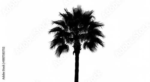 A single palm tree stands tall against a clear sky viewed from a low angle