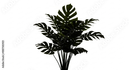 A silhouette of a Monstera Deliciosa plant with large leaves against a neutral background from a front viewpoint