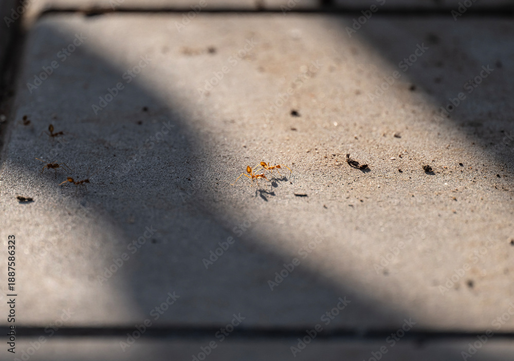 Obraz premium Large ants close-up on a sunny day in Thailand