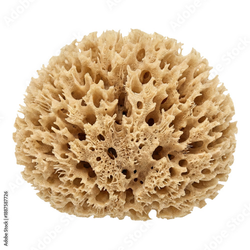 Cuadro en lienzo Natural beige sea sponge texture isolated
