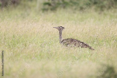 Foto The kori bustard (Ardeotis kori) is the largest flying bird native to Africa