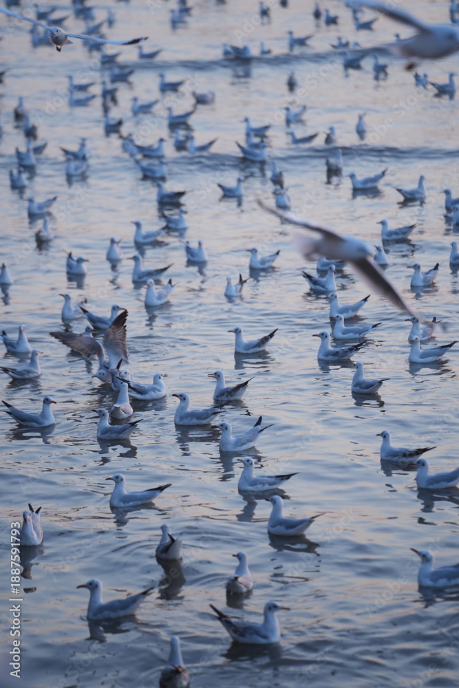 Fototapeta premium A group of seagulls floating on the water, creating a calm and peaceful natural waterscape