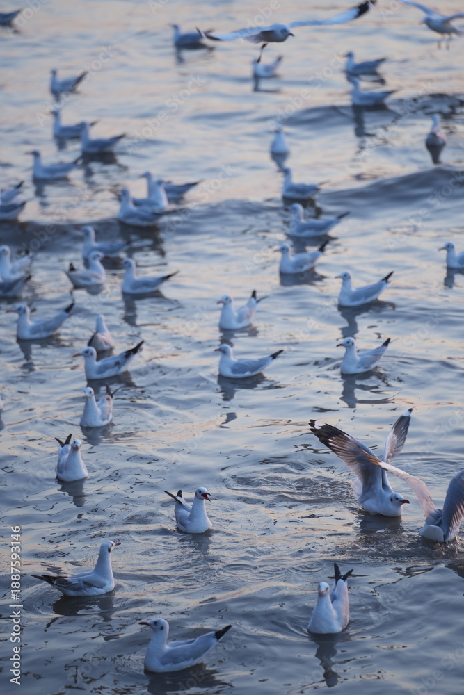 Fototapeta premium A group of seagulls floating on the water, creating a calm and peaceful natural waterscape