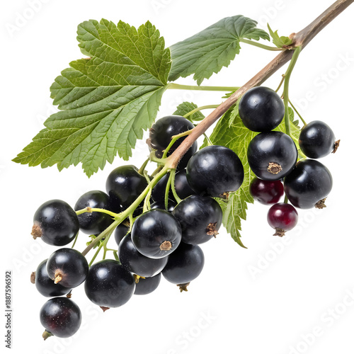 Freshly picked blackcurrants on a branch with vibrant green leaves against a dark background