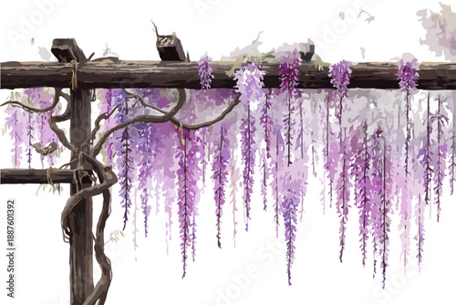 Glicine viola pendente su pergolato rustico in stile acquerello con sfondo trasparente.
