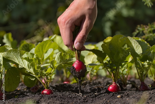 Radishes being harvested. Close-up. Radishes growing in a garden. A man's hand pulls a radish from the ground.
