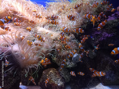 coral reef in aquarium with lots of clownfish