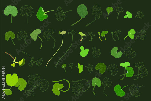 Set gotu kolaset of silhouette and contour in soft green tones on green. EPS10. Vector illustration