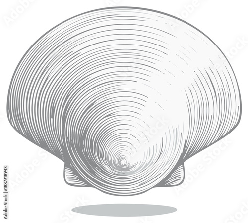 Detailed Engraving Illustration of a Single Scallop Shell with Circular Line Pattern