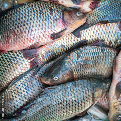 A plastic crate brimming with freshwater fish at the marketplace