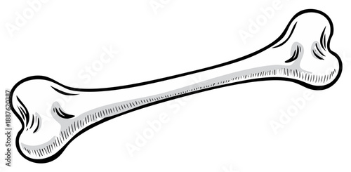Cartoon of Single Bone Illustration