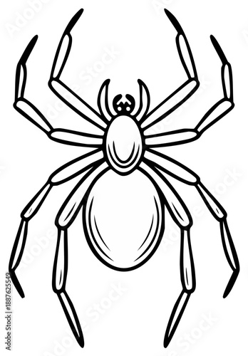 Spider illustration with eight legs and large abdomen graphic design isolated on white background in black outline, detailed drawing predatory insect