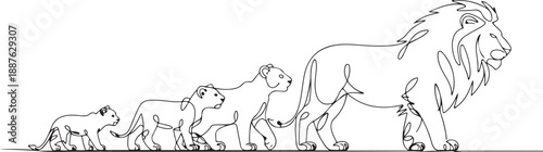 The Life Cycle of a Lion