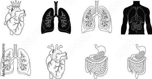 Collection of black and white human anatomy icons featuring detailed illustrations of hearts lungs and digestive systems for medical education and healthcare projects