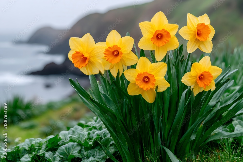 Obraz premium Yellow daffodils blooming on coastal cliffside overlooking ocean
