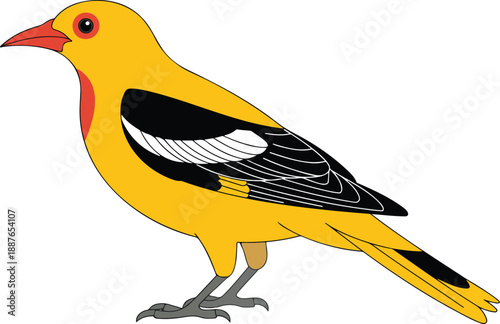 Golden oriole bird vector illustration on transparent background beautiful feathered animal