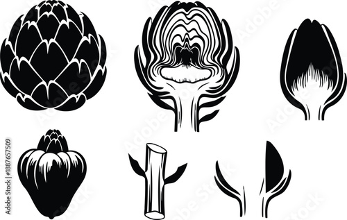 Line art botanical set of artichoke silhouettes and cross sections isolated vector icons showing bud stem and leaves top view side view vintage engraving style detail