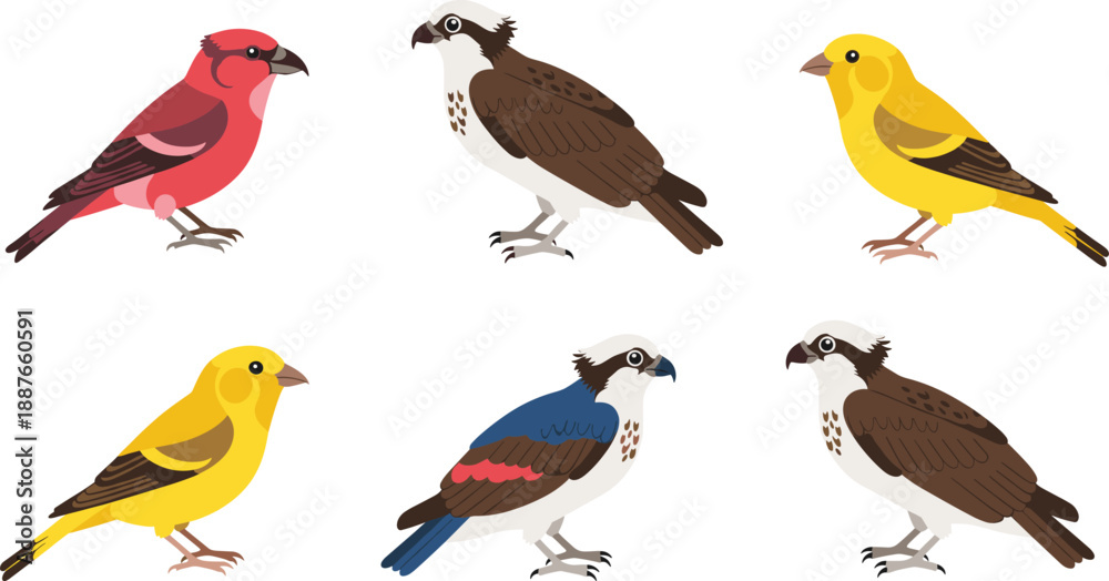 Fototapeta premium Bird species cartoon vector set. Colorful songbirds and birds of prey in realistic flat style. Wildlife illustration collection for education, nature design, and ornithology projects.