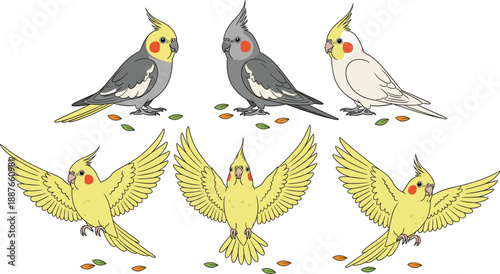 Cockatiel parrot cartoon character vector set. Cute yellow and grey birds sitting and flying. Pet cockatoo illustrations for kids design, education, and animal projects.