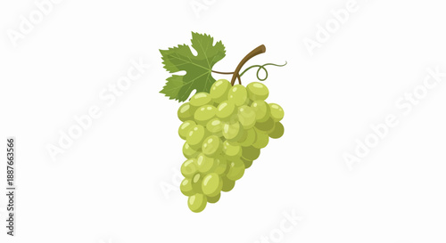 A cluster of pale green grapes with a single leaf and curling vine