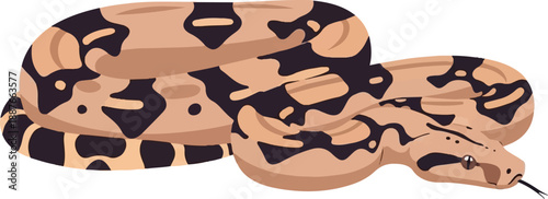 A coiled boa constrictor with distinctive brown and black markings on a white background