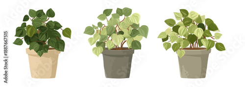 Trzy doniczkowe rośliny Pilea peperomioides o różnych odcieniach zieleni na białym tle.