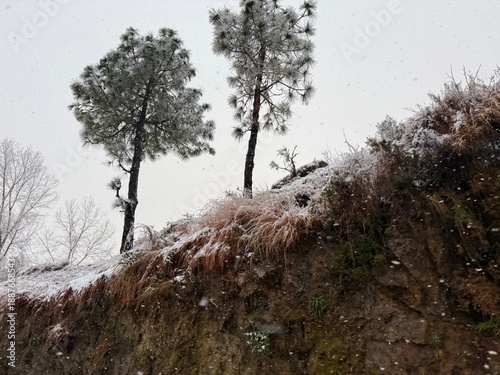 Fotografie snow covered trees