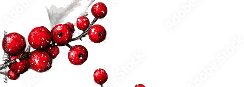 투명한 배경 위에 놓인 빨간색 홀리 열매 가지 일러스트