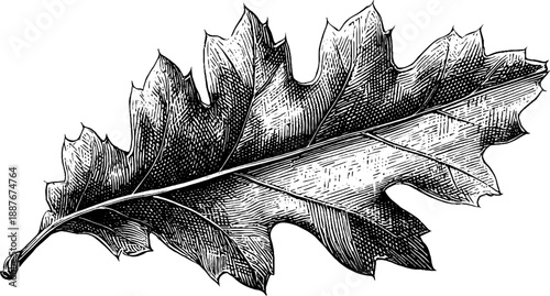 Detailed botanical study of oak leaf in vintage engraving for botanical design