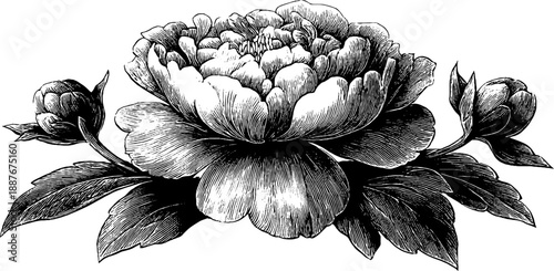 Elegant ornamental floral emblem with botanical motif for design