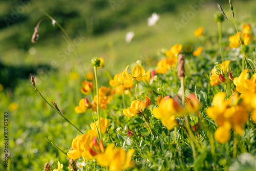 Tableau sur toile Bright yellow Alpine bird’s-foot trefoil (Lotus alpinus) blooming on a sunny alpine meadow in Tyrol, Austria, with soft green background and shallow depth of field