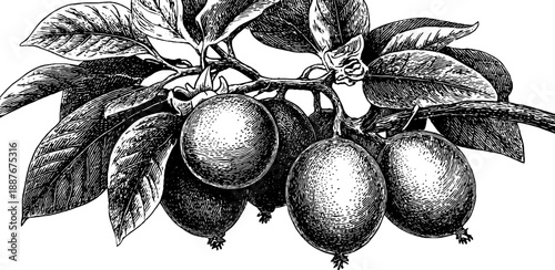 Vintage botanical engraving of passion fruit vine with fruit - retro illustration for design projects