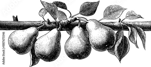 Pear tree branch with ripe fruit botanical sketch for vintage art design